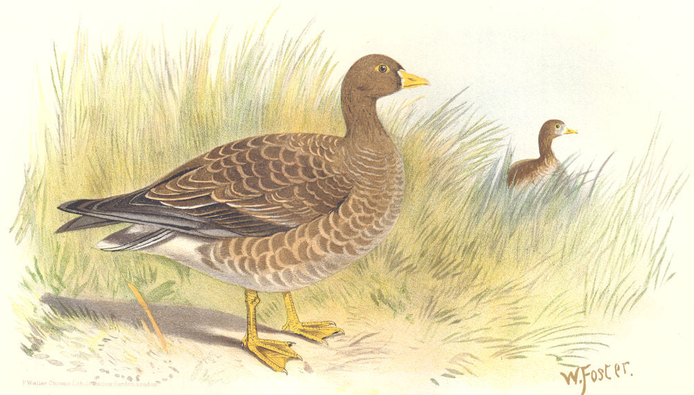 INDIAN GAME BIRDS. Dwarf Goose (Anser Minutus). Chromolithograph. FINN 1915